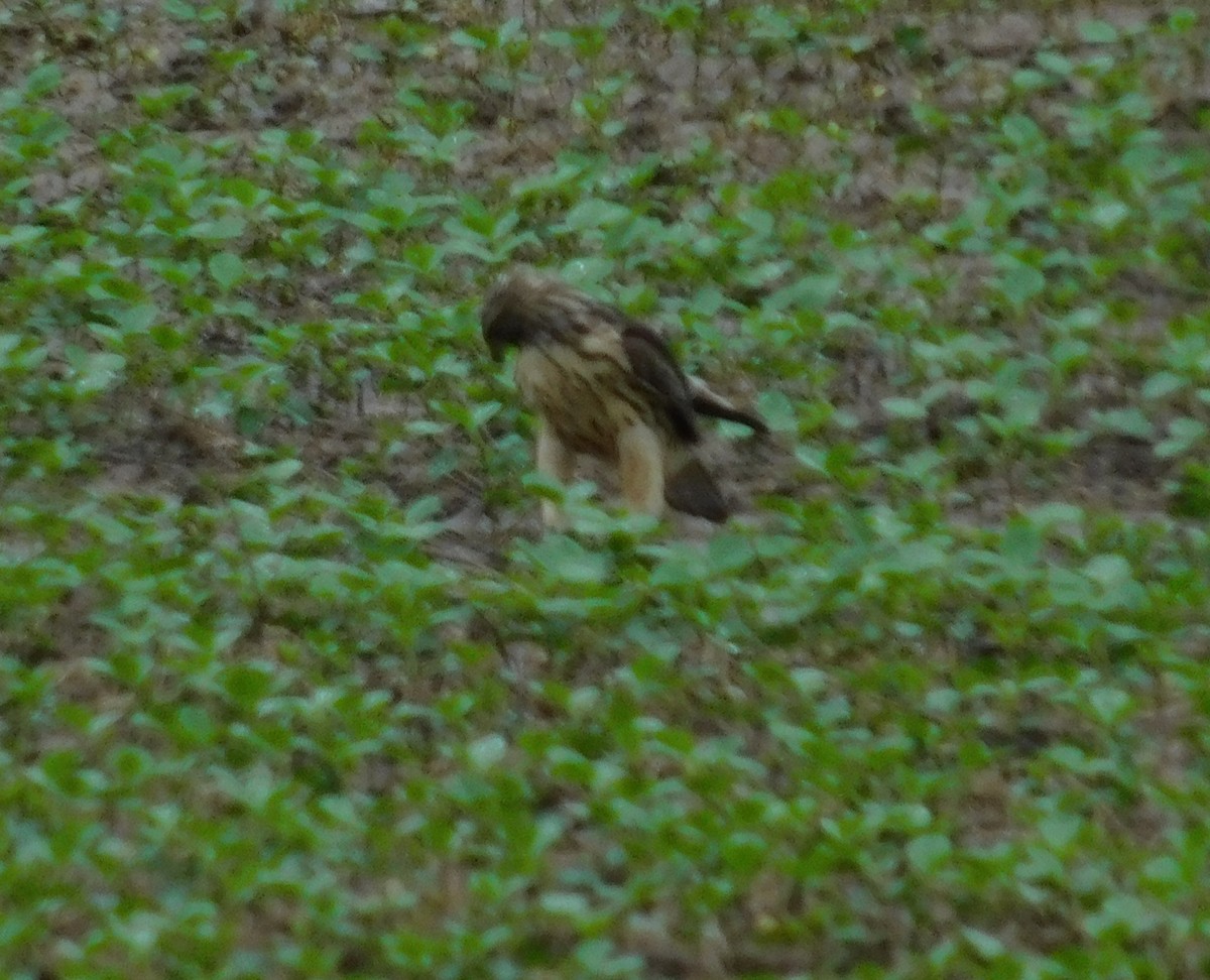 Red-tailed Hawk - John Callahan