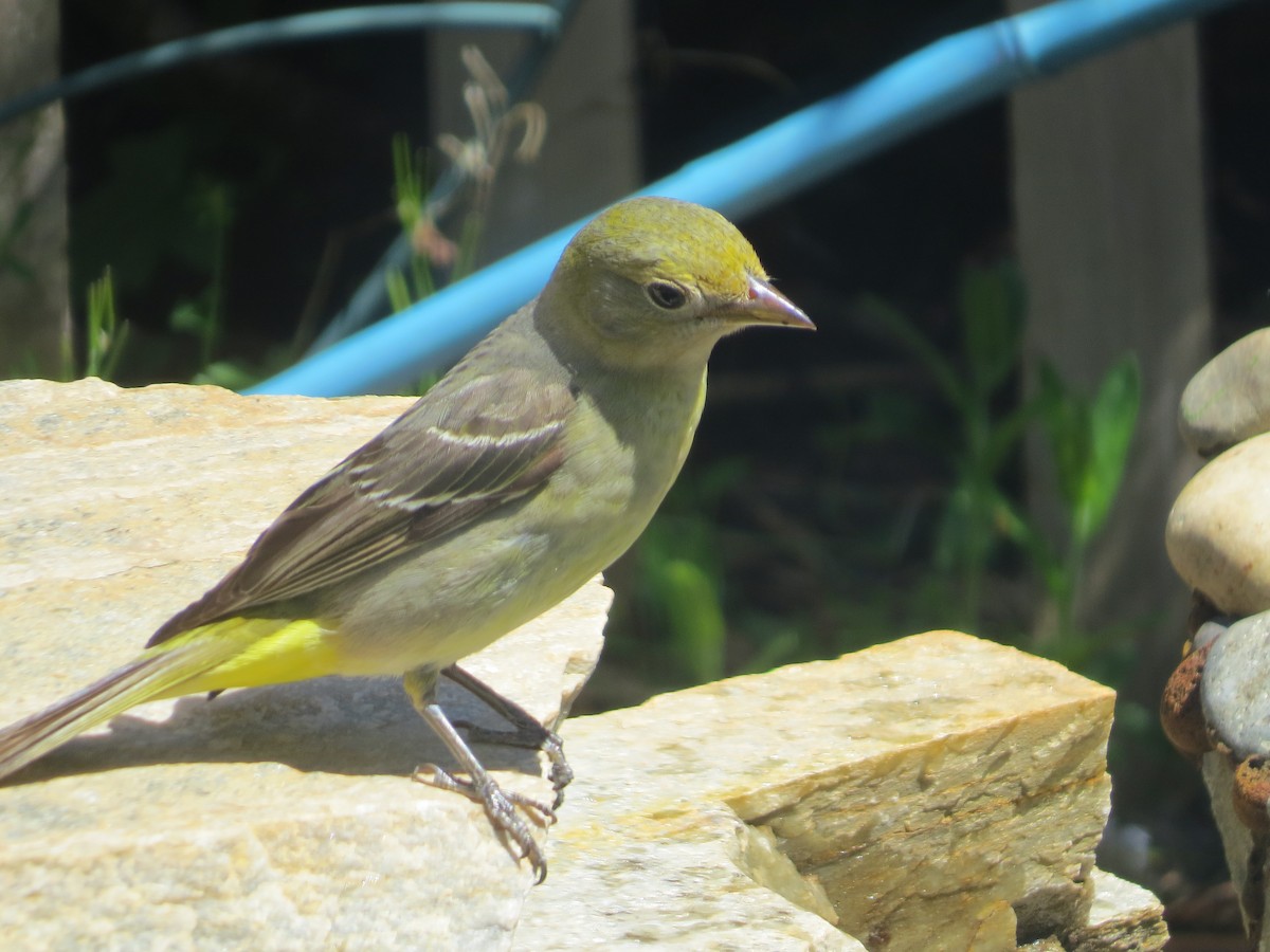 Western Tanager - ML457453621