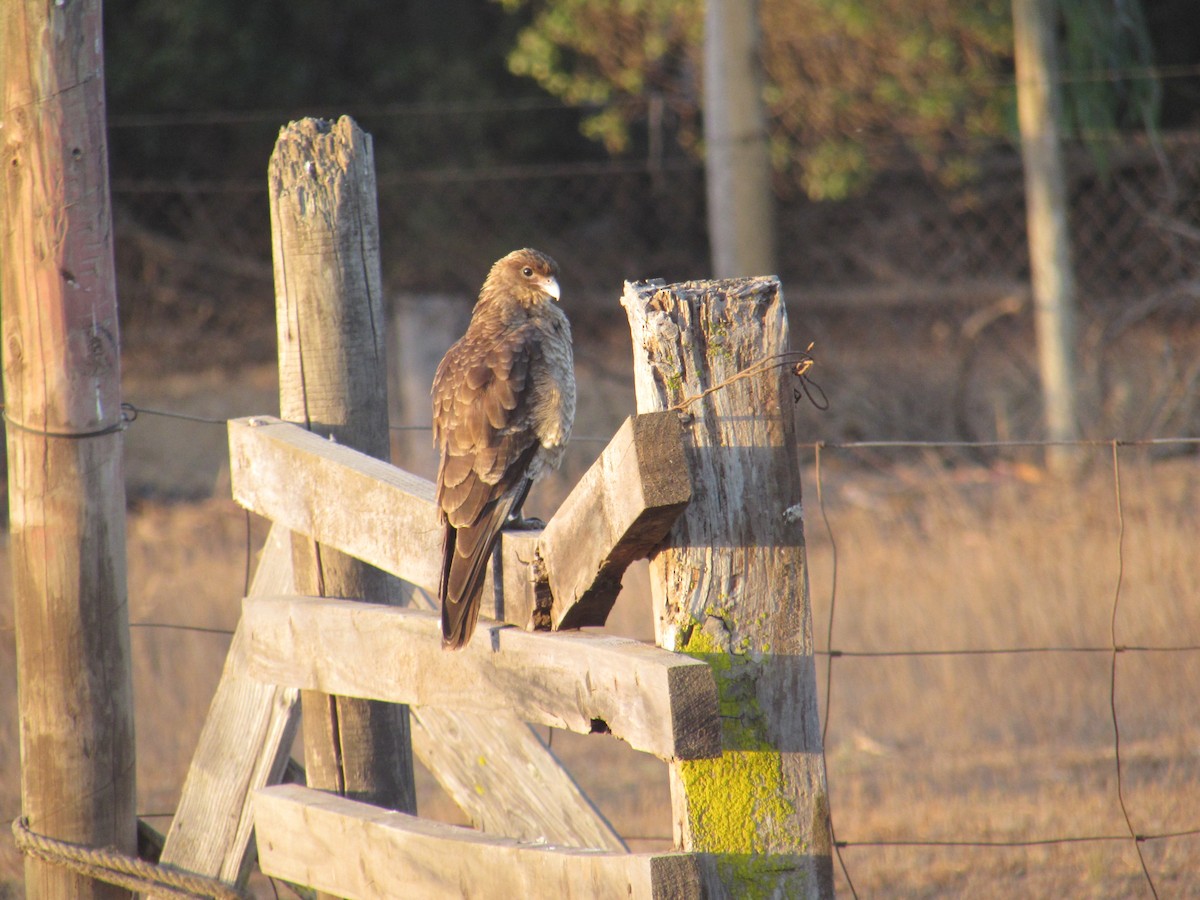 Chimango Caracara - ML457454161