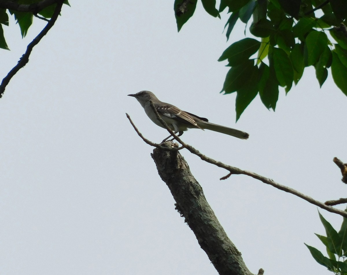 Northern Mockingbird - ML457455421