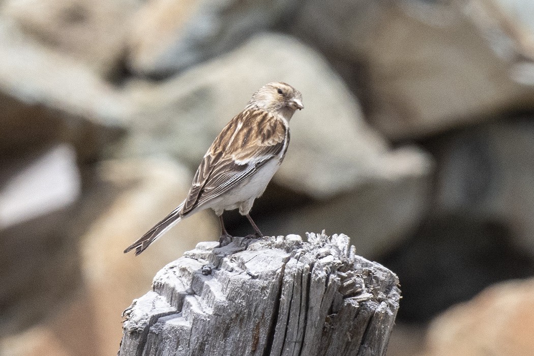 Twite - Mehmet ertan Tiryaki