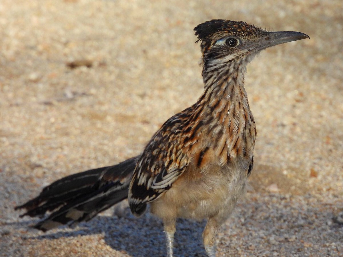 Greater Roadrunner - Nick & Jane