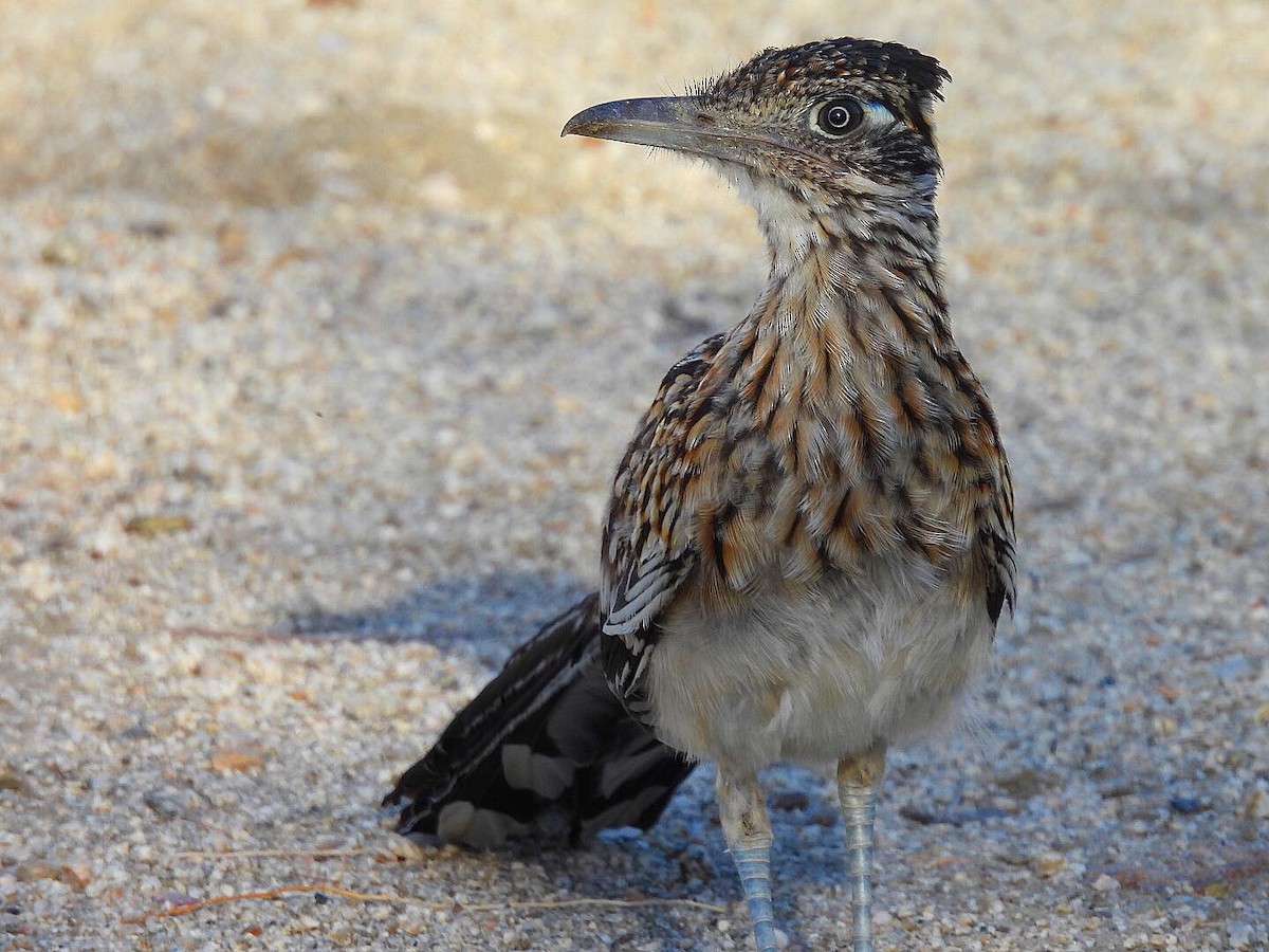 Greater Roadrunner - Nick & Jane