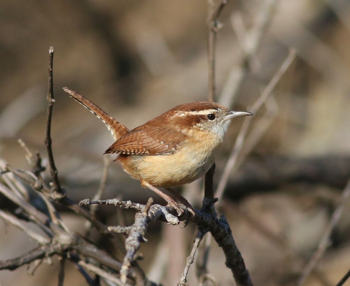 Carolina Wren - ML45745721