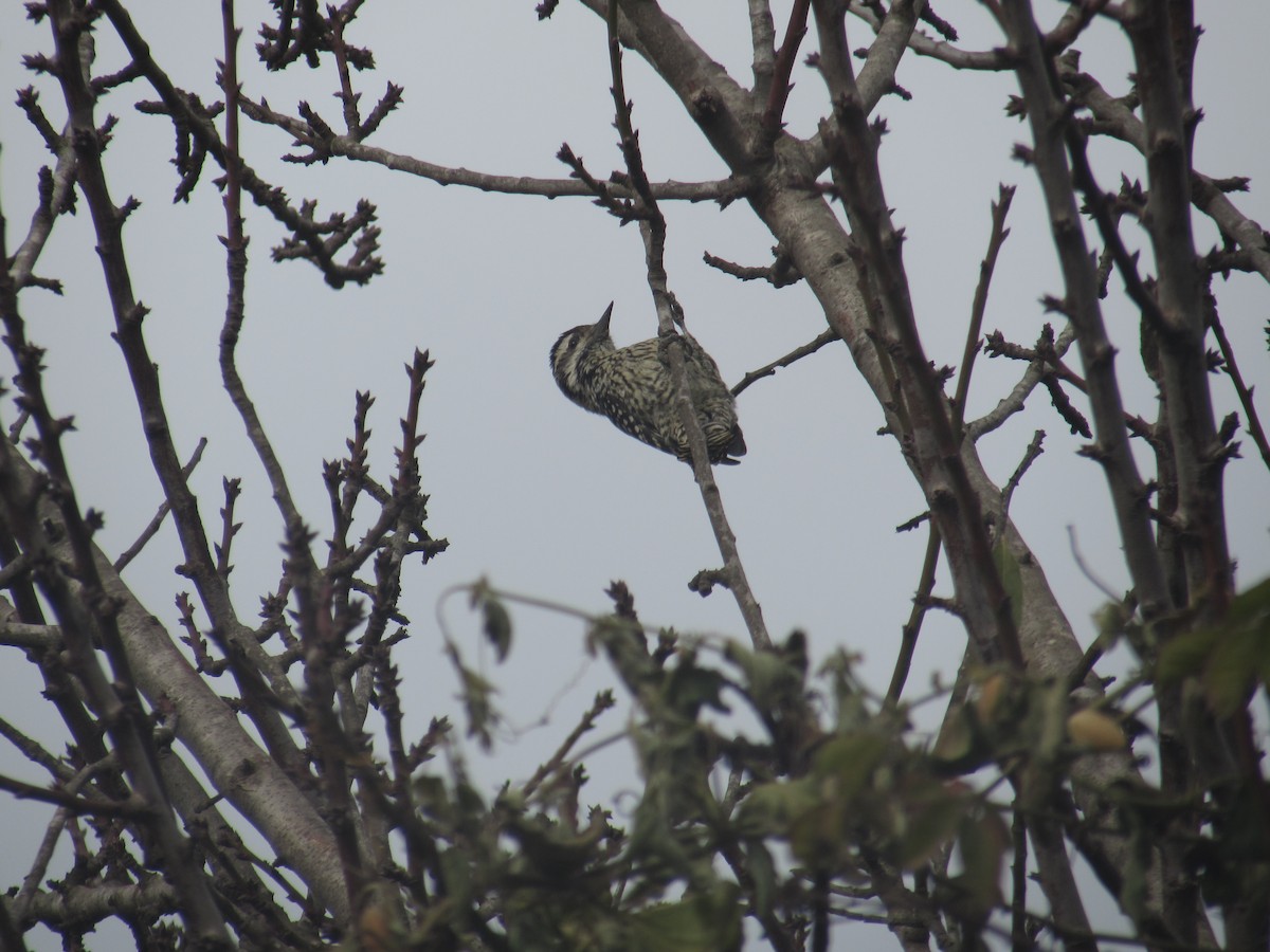 Striped Woodpecker - ML457457601