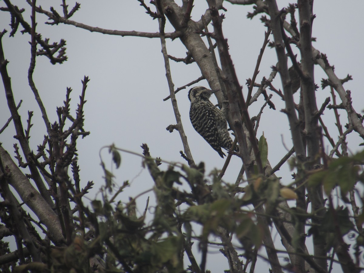 Striped Woodpecker - Tomás Campos