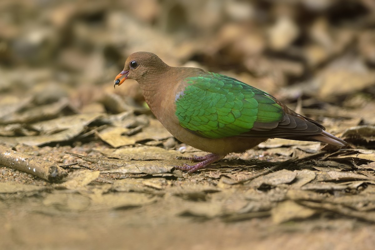 Pacific Emerald Dove - Paul Maury