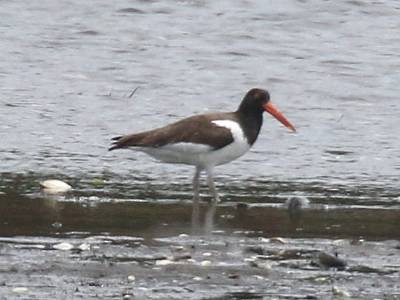 American Oystercatcher - ML457458941