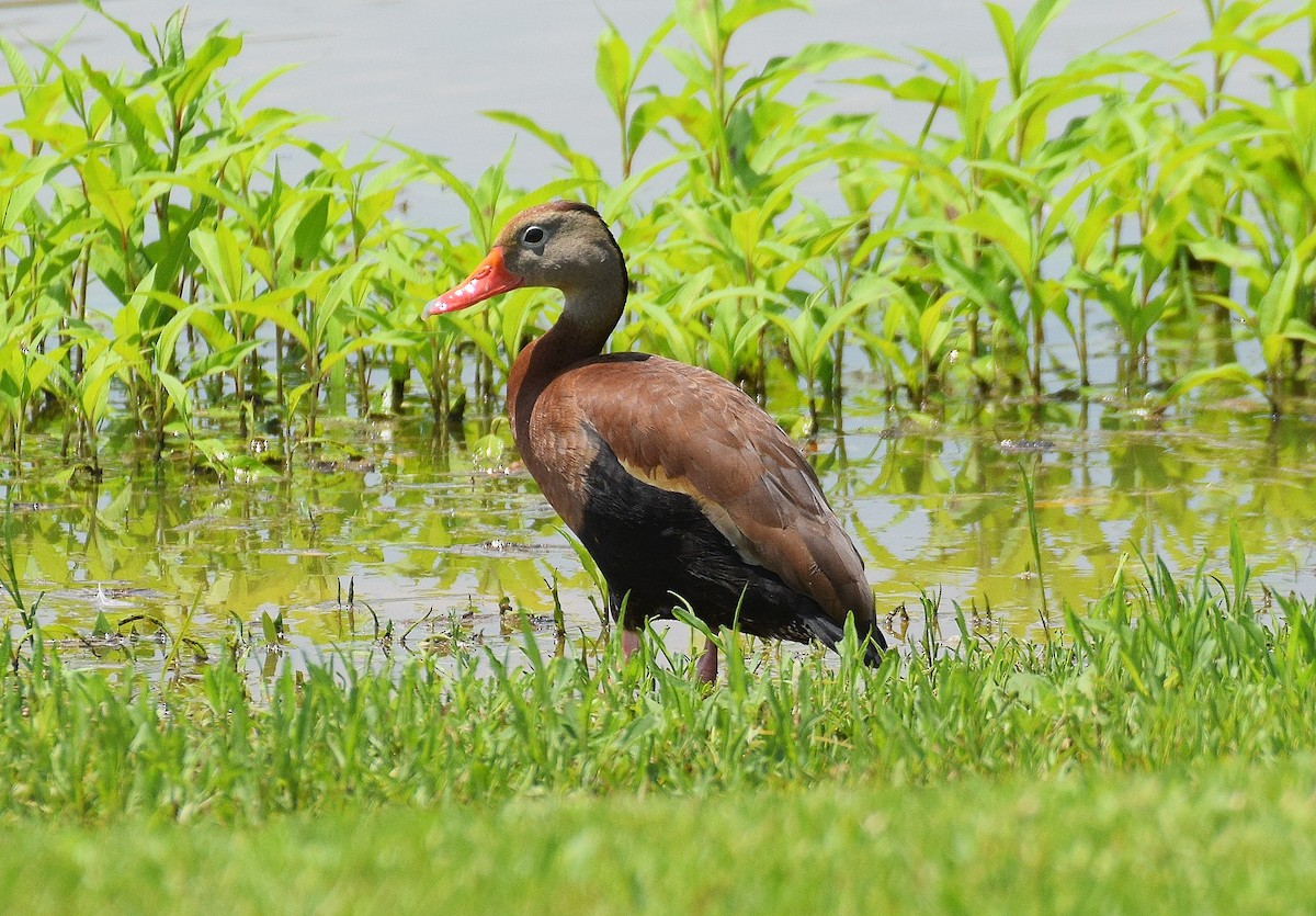 Black-bellied Whistling-Duck - ML457459201