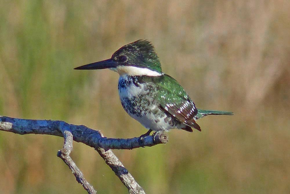 Green Kingfisher - Paul Prappas