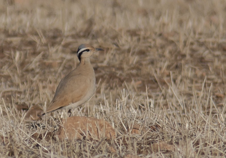 Cream-colored Courser - ML457460261