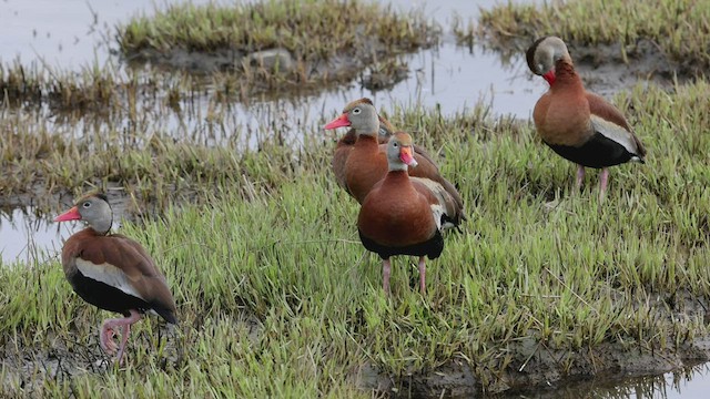 Black-bellied Whistling-Duck - ML457460751