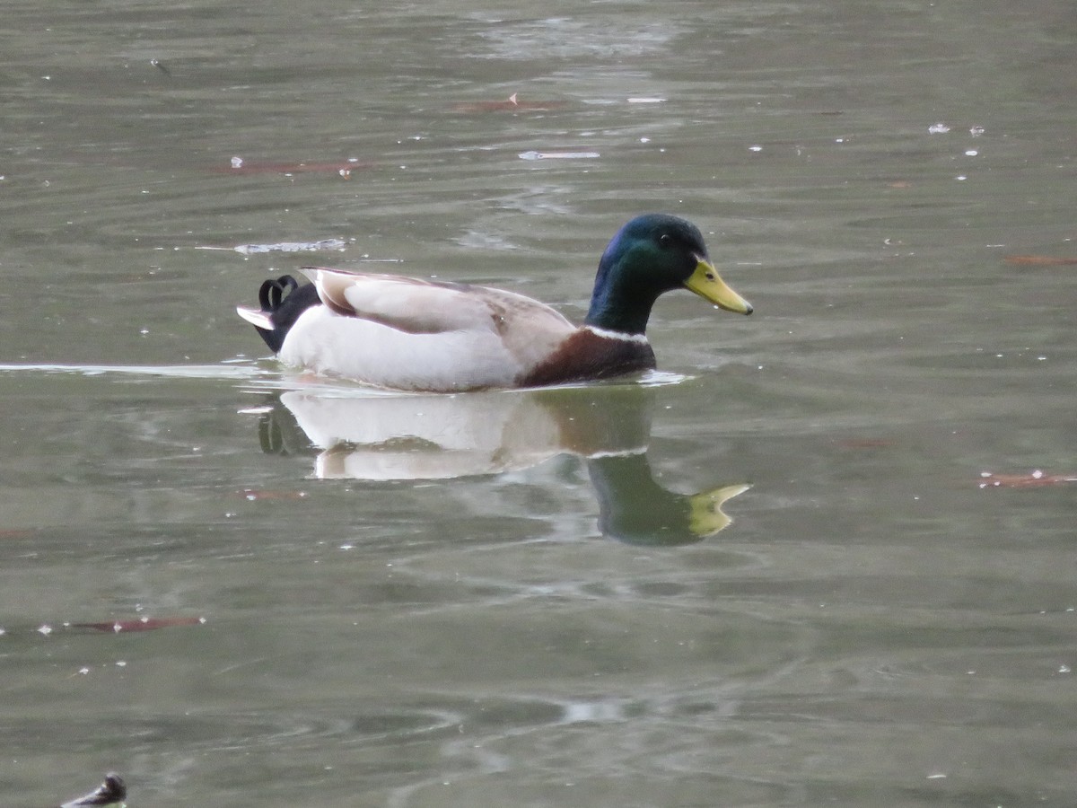 Mallard - ML45746081