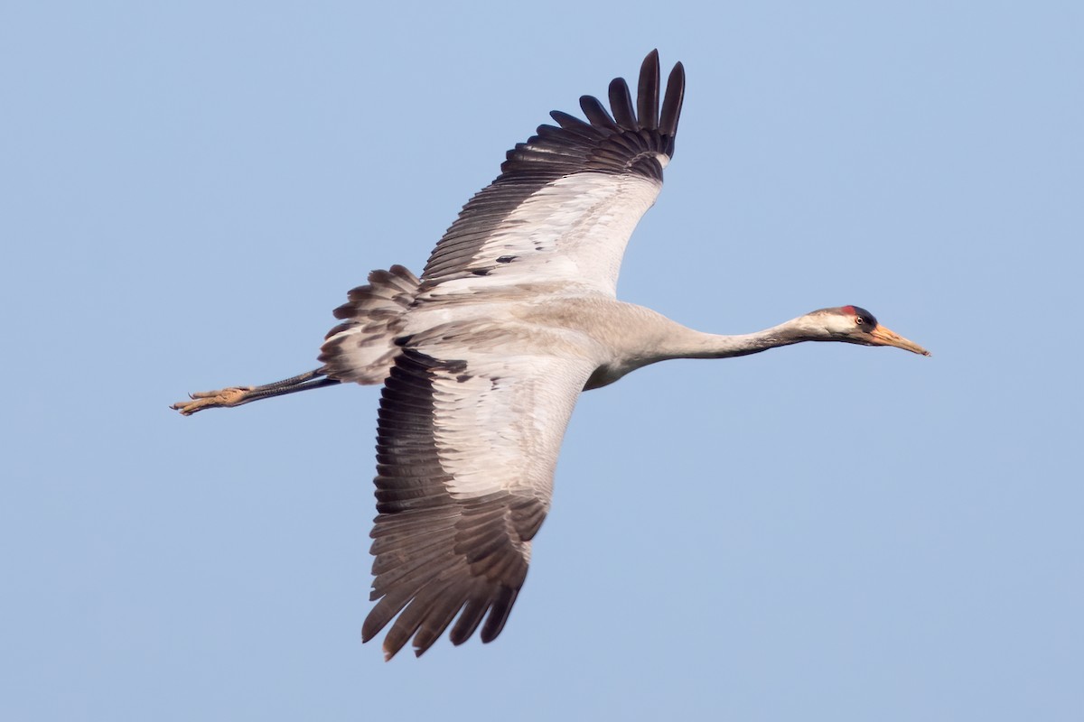 Common Crane - Anonymous