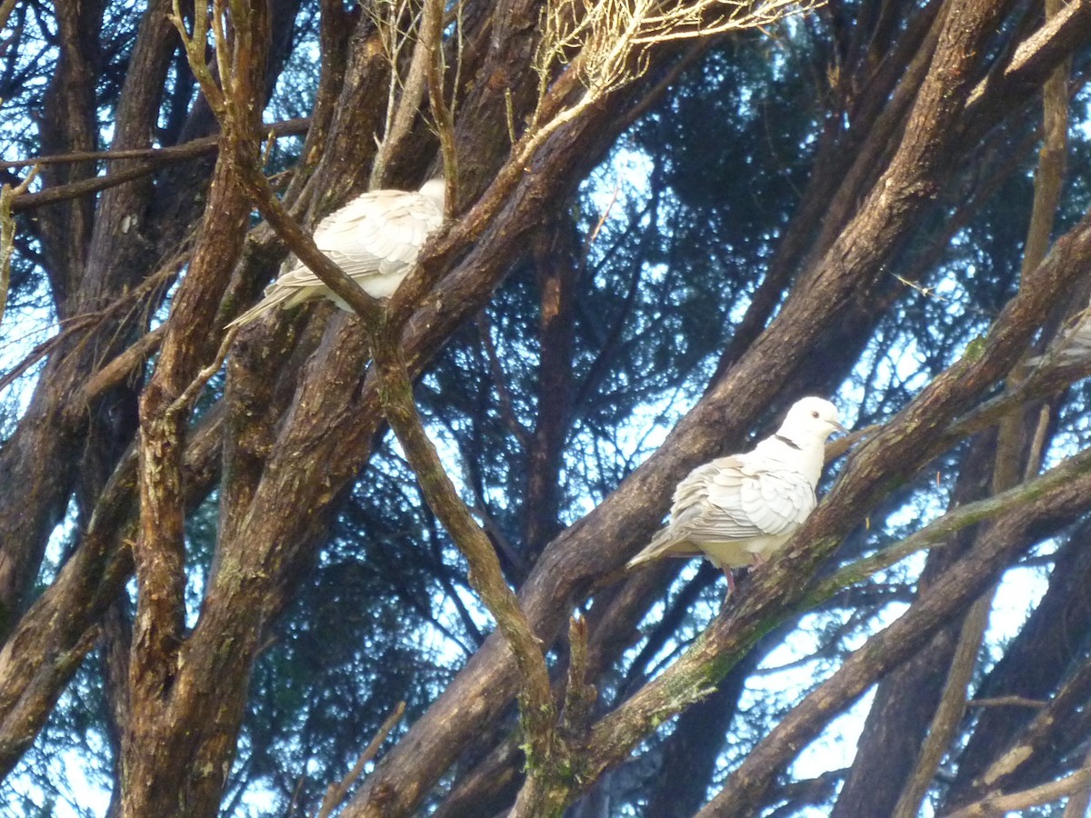 African Collared-Dove - ML457461001