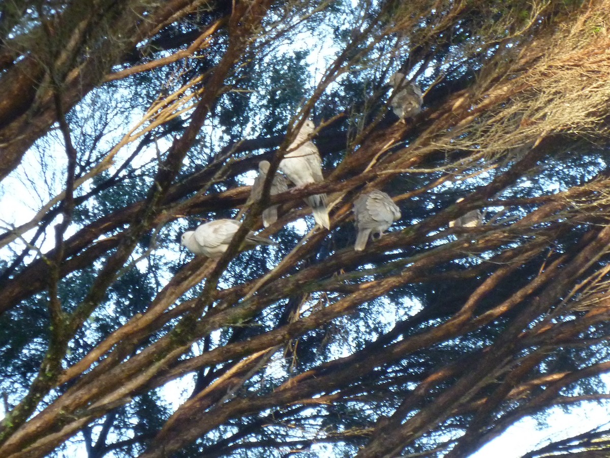 African Collared-Dove - ML457461011