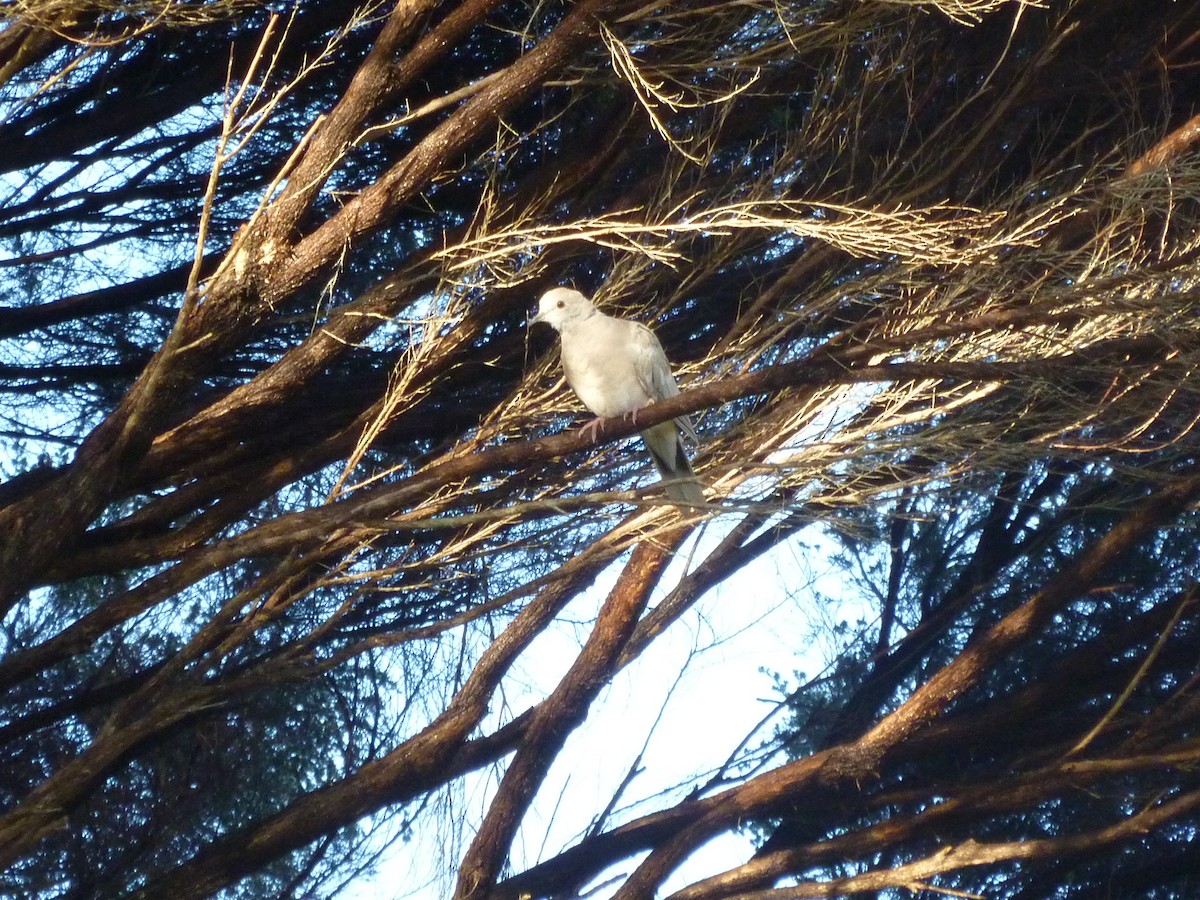 African Collared-Dove - ML457461021