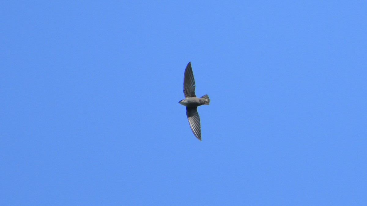 Chimney Swift - Robert Howard