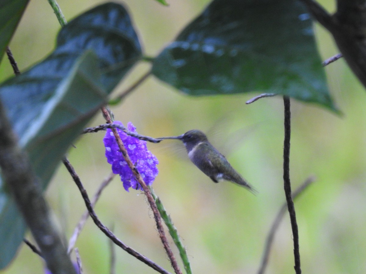 Ruby-throated Hummingbird - ML457461821