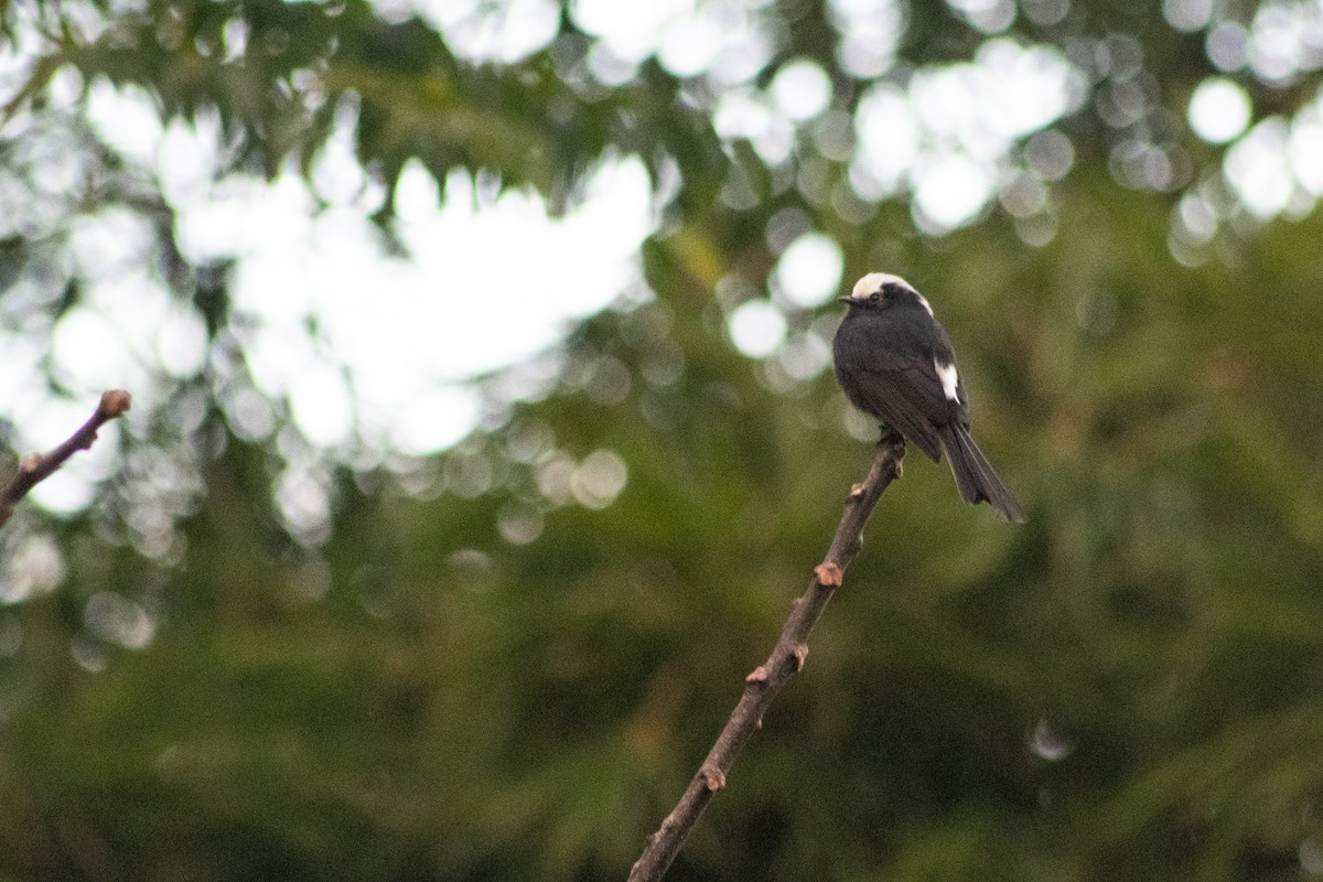 Long-tailed Tyrant - ML457462331