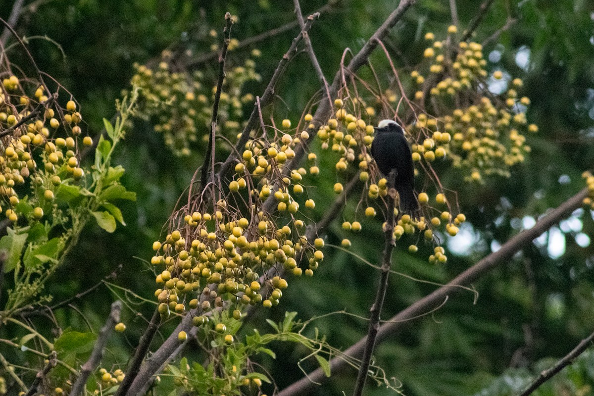 Long-tailed Tyrant - ML457462361