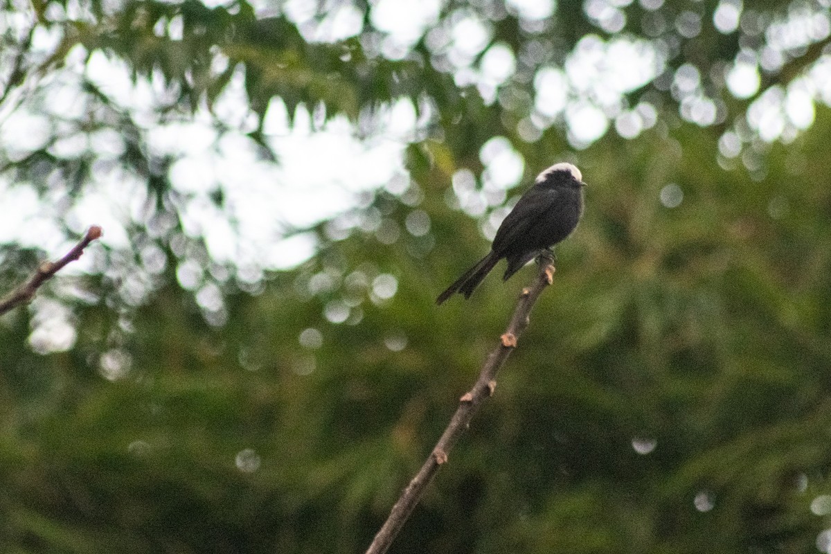 Long-tailed Tyrant - ML457462371