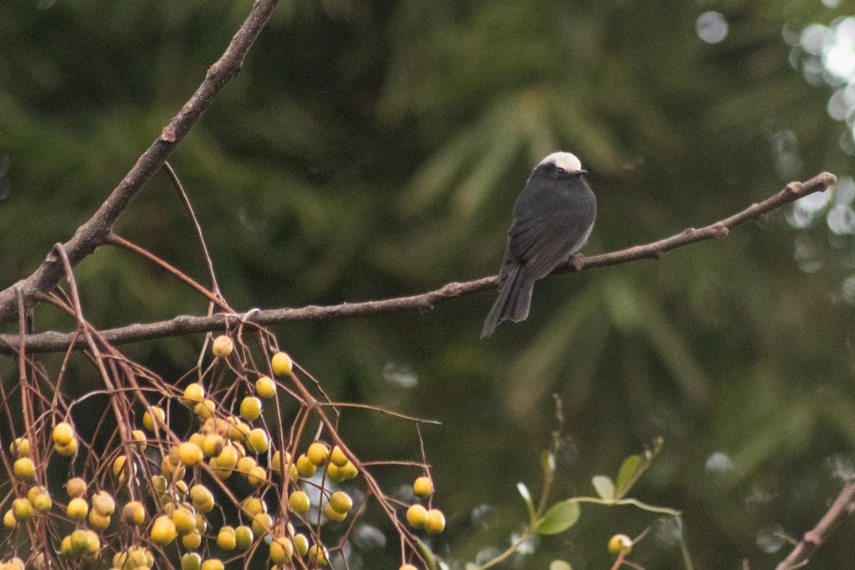 Long-tailed Tyrant - ML457462381