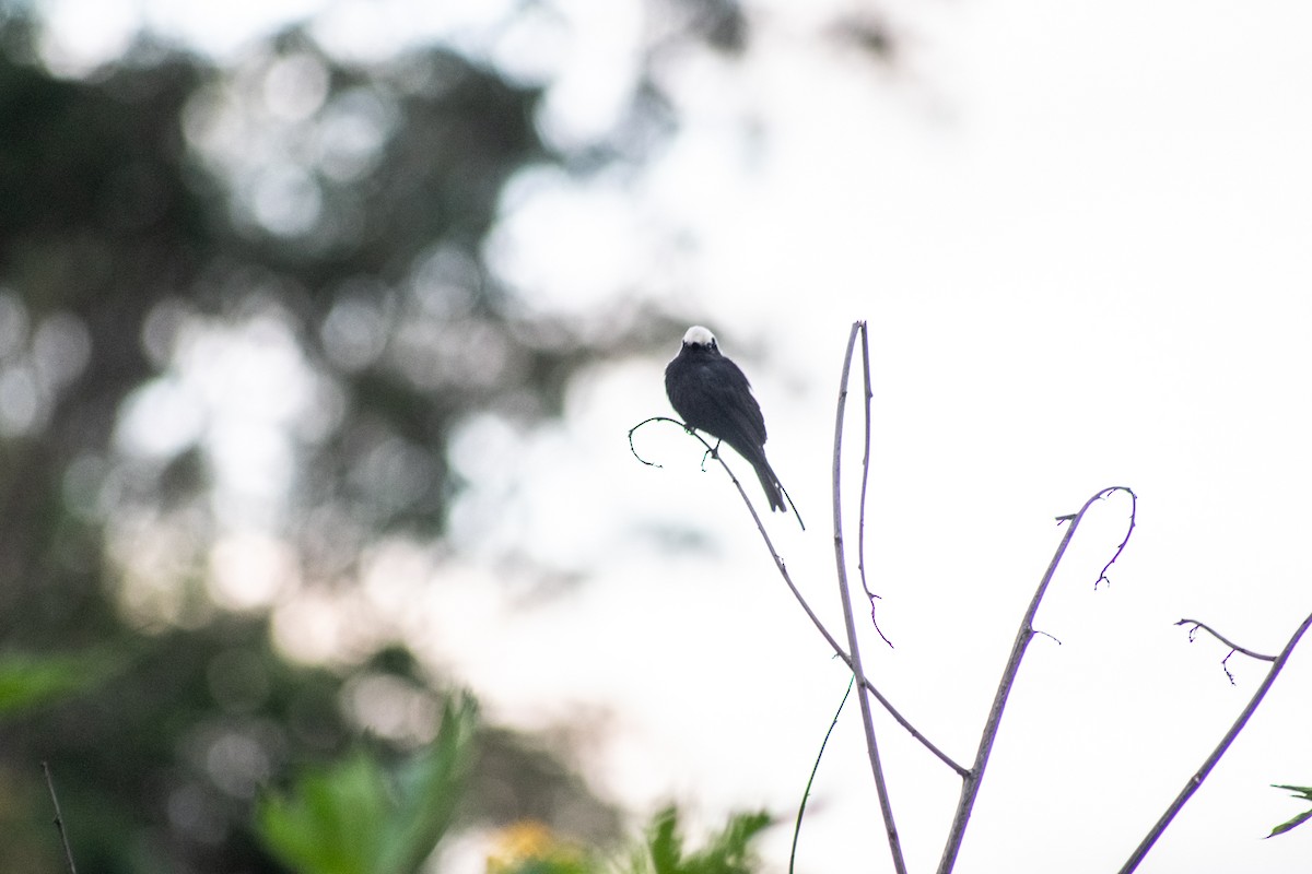 Long-tailed Tyrant - PEDRO RIBEIRO NETO