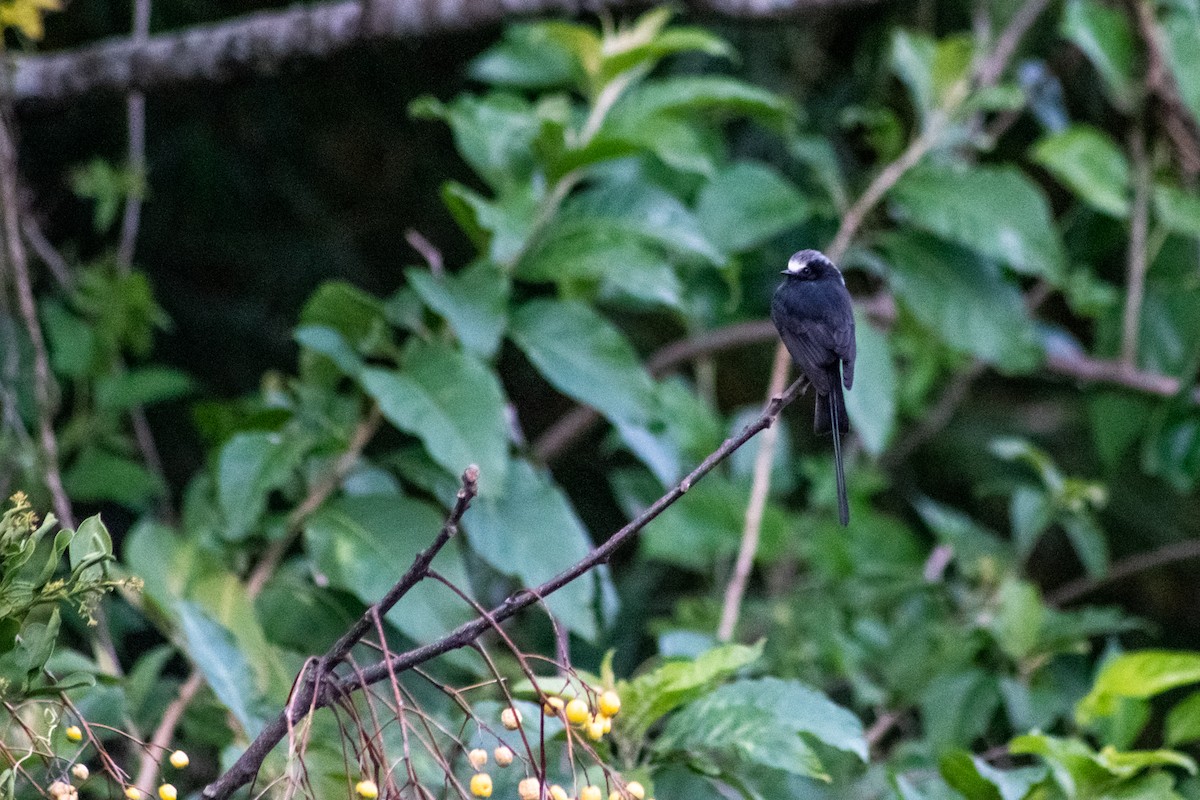 Long-tailed Tyrant - ML457462431