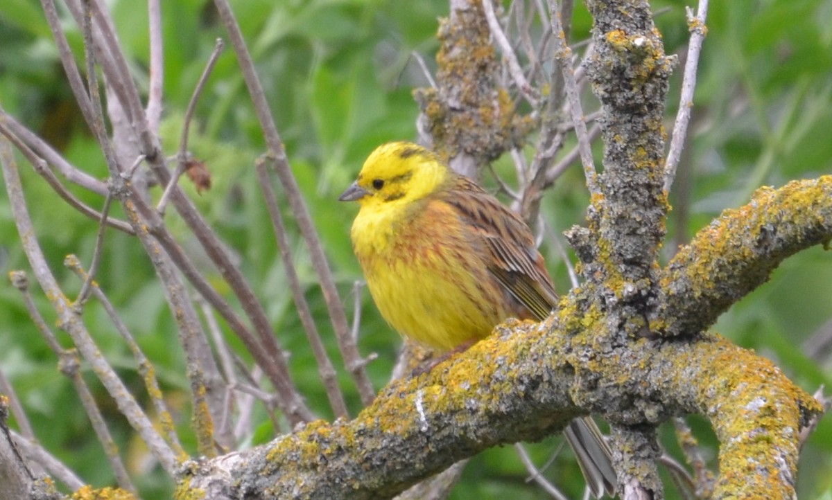 Yellowhammer - ML457464721