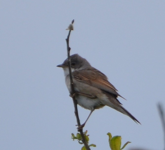 Greater Whitethroat - ML457464871