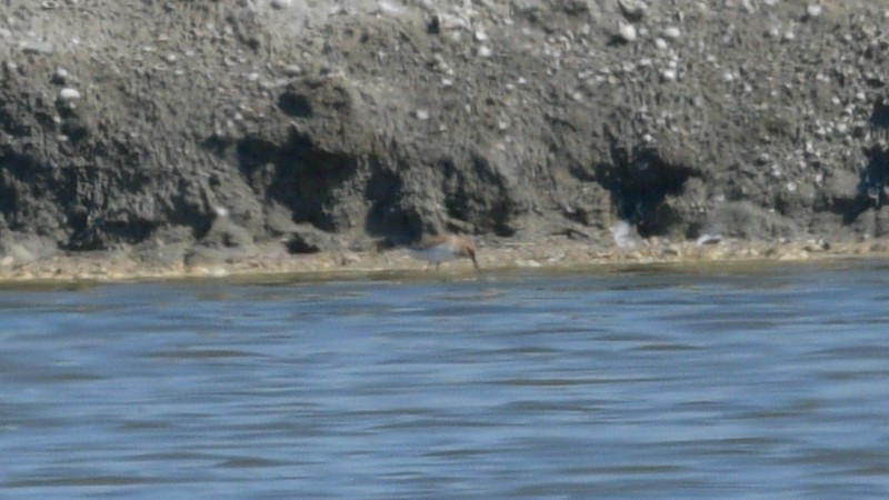 Little Stint - ML457467381