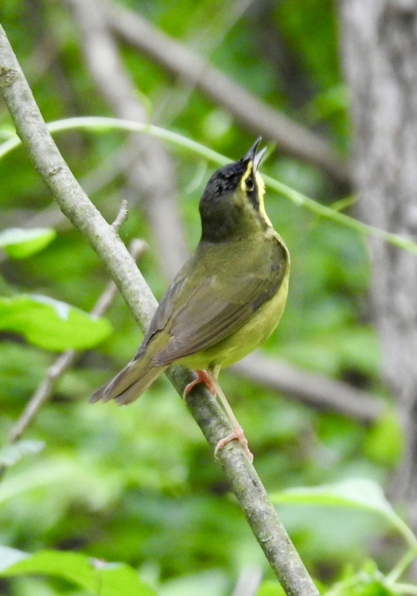 Kentucky Warbler - ML457467461