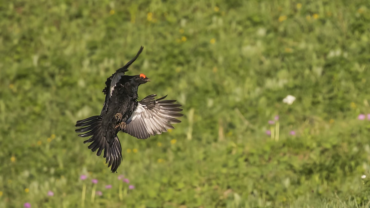 Caucasian Grouse - ML457469451