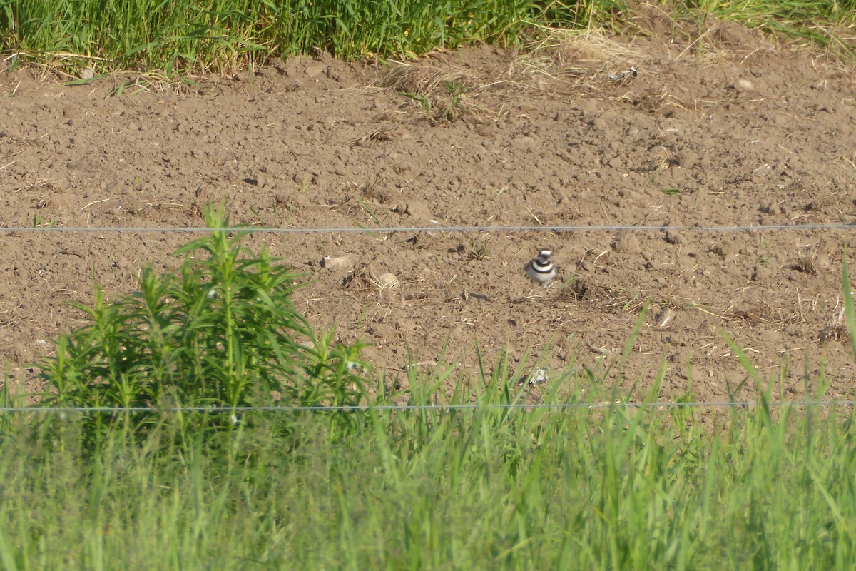 Killdeer - ML457469991