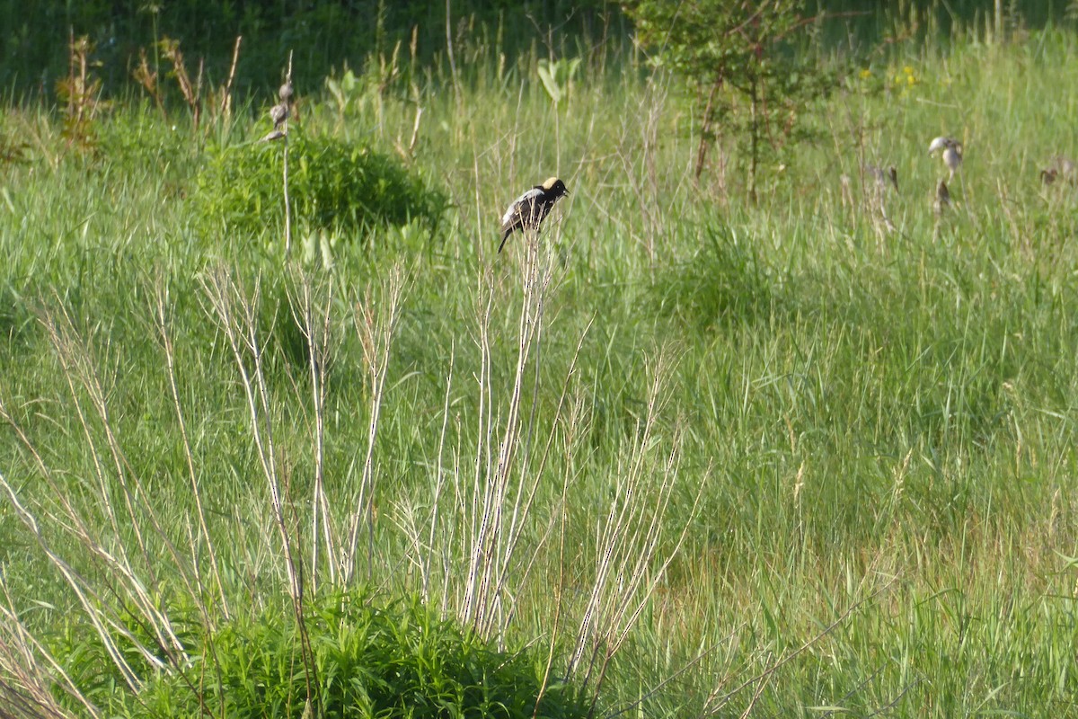 Bobolink - ML457470141