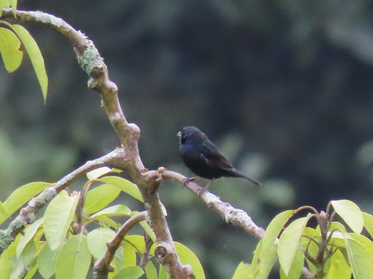 Blue-black Grassquit - Bonnie McKenzie