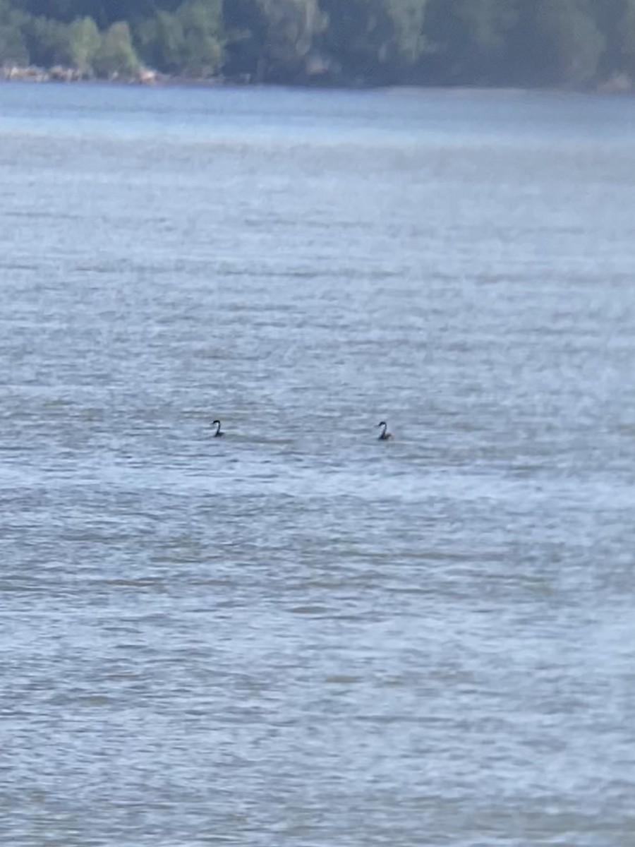 Western Grebe - Max Merrill