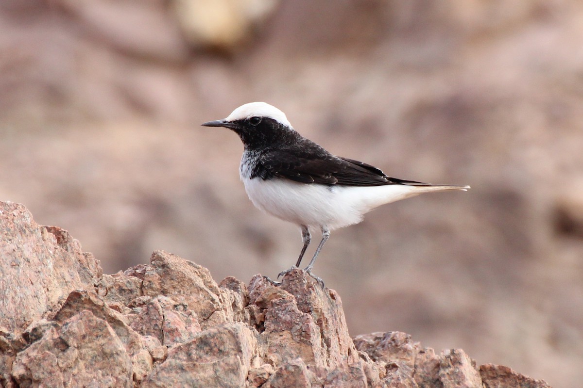 Hooded Wheatear - David Damgaard Dysager