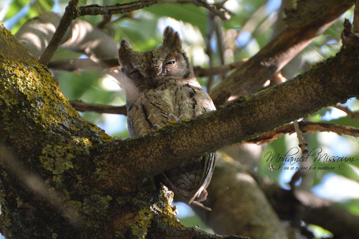 scops-owl sp. - Mohamed Missoum