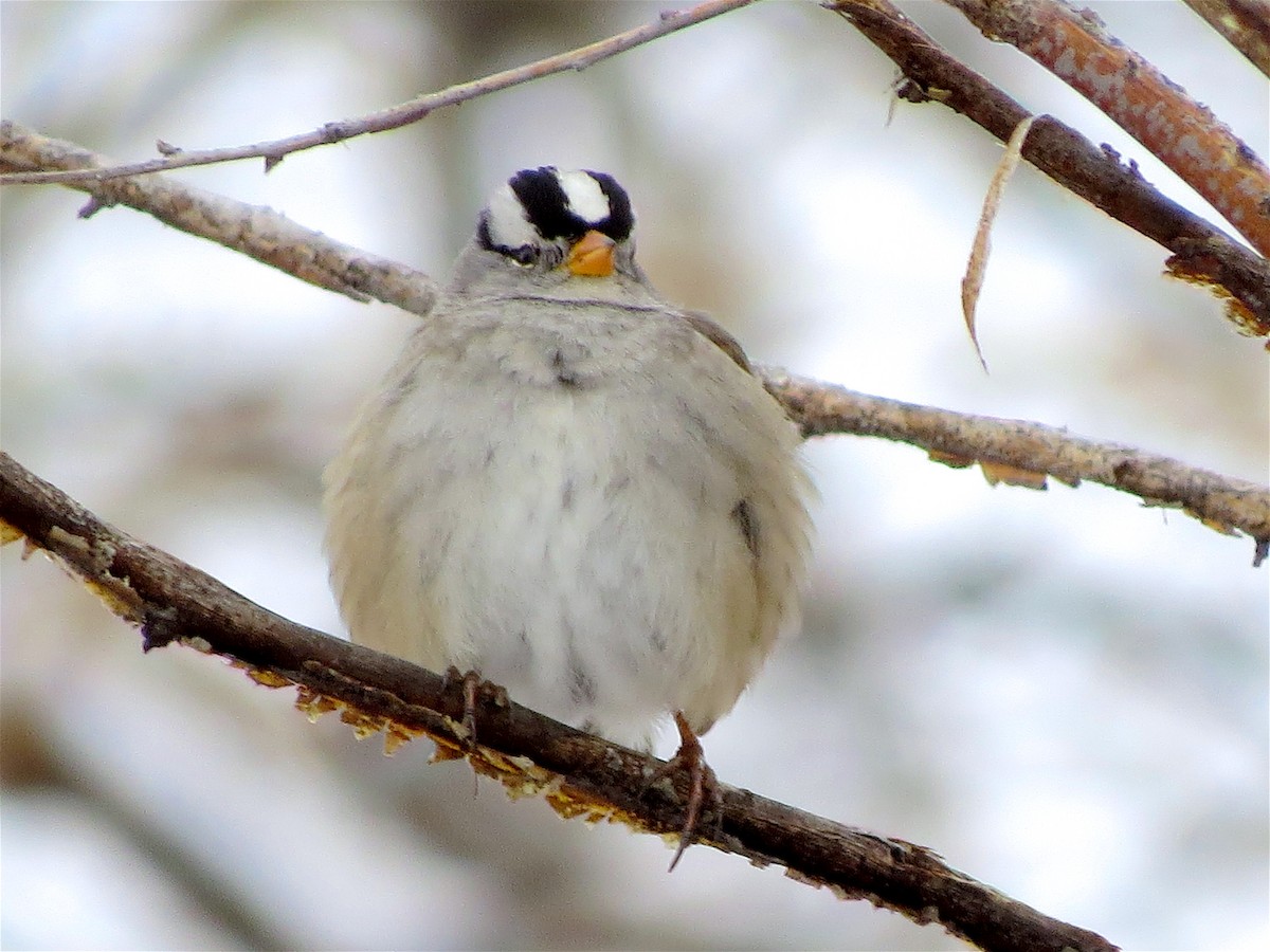 White-crowned Sparrow (Gambel's) - ML45747691