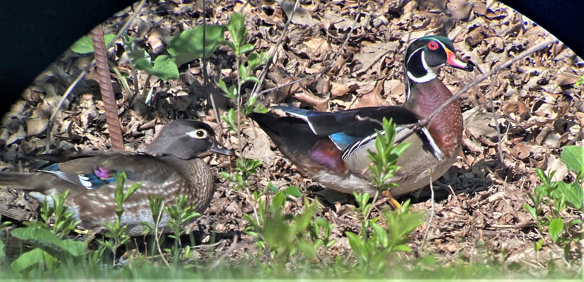 Wood Duck - Peter Zika