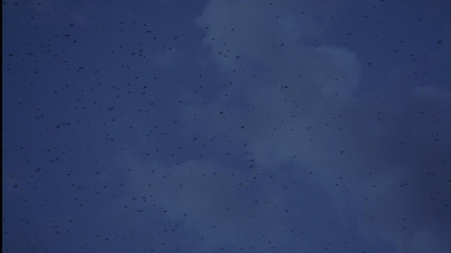 Golondrina/Avión sp. - ML457481