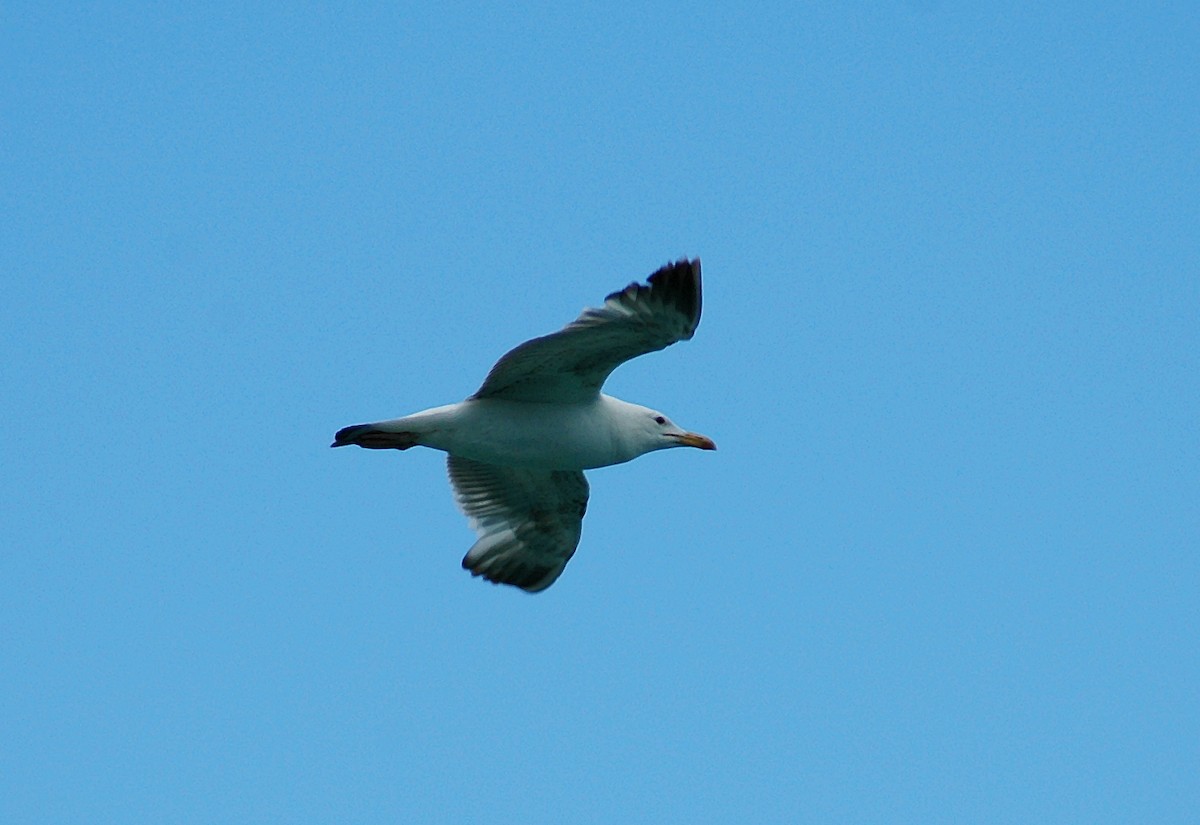 Gaviota del Caspio - ML45748161