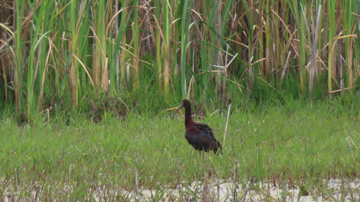 White-faced Ibis - ML457482011