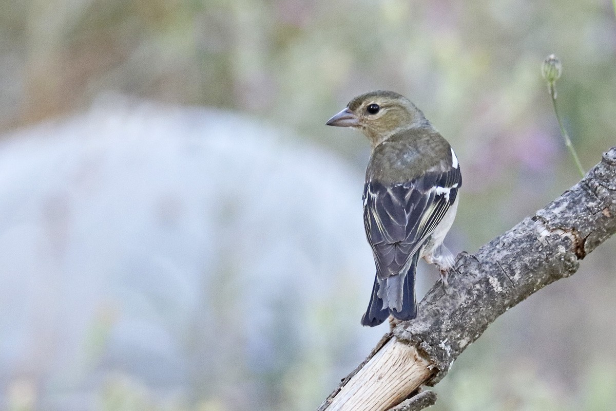 Common Chaffinch - ML457484281