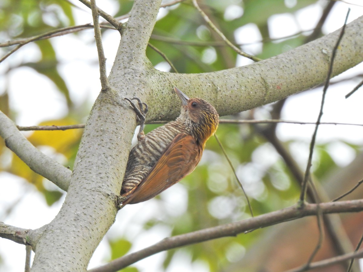 Red-rumped Woodpecker - ML457484641
