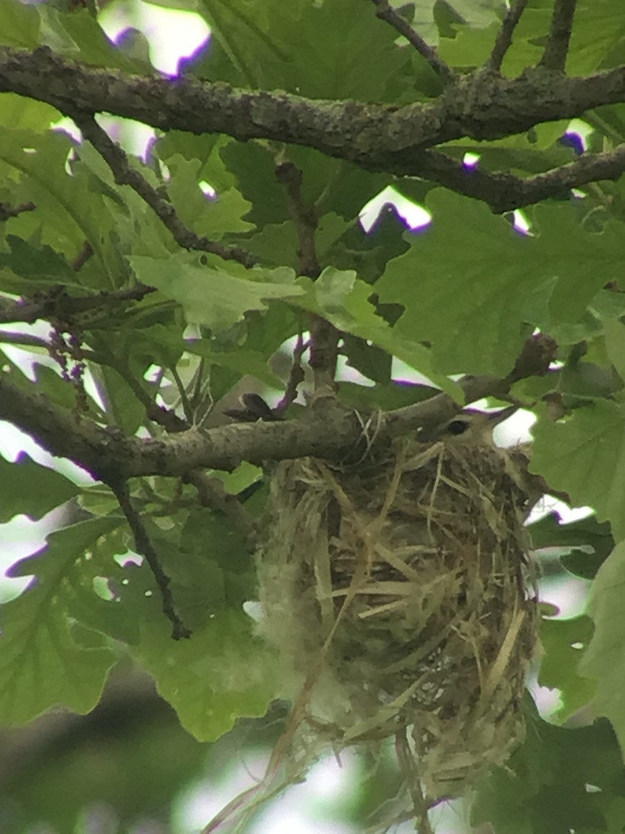 Warbling Vireo - ML457484751