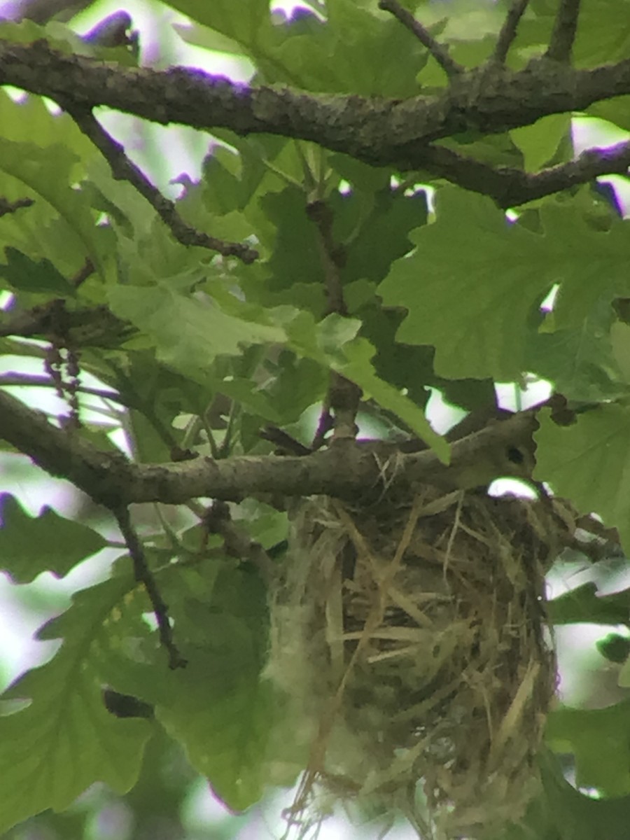 Warbling Vireo - ML457484761