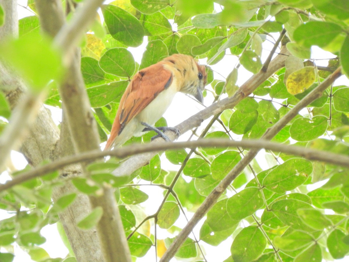Cinereous Becard - ML457484871
